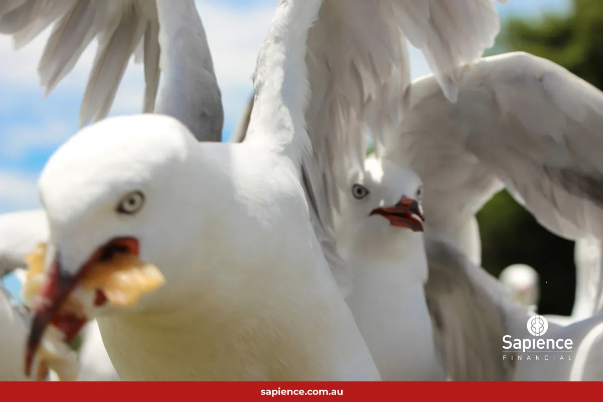 seagull swooping to capture a hot fried potato chip