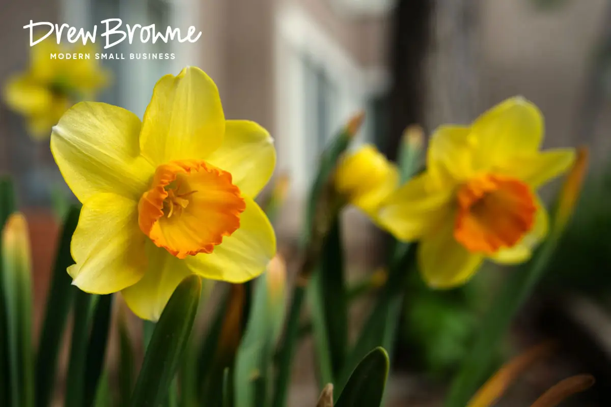 A close up photo of two daffodil bulbs that have flowered while looking beautiful and golden yellow